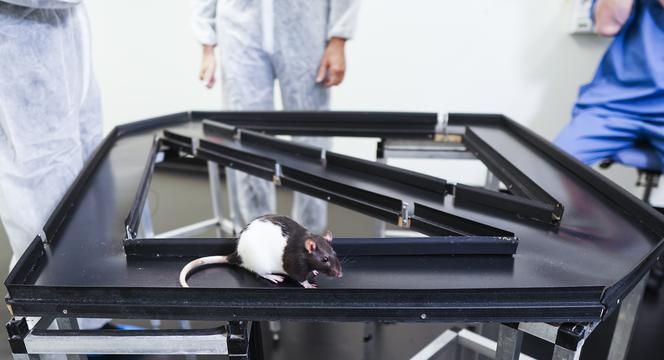 ラットに8の字型の通路を走らせると外側嗅内皮質は左折や右折など特定の動きに大きく反応した ラットに8の字型の通路を走らせると外側嗅内皮質は左折や右折など特定の動きに大きく反応した