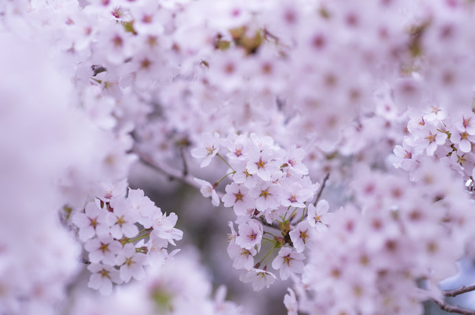 日本人がサクラにエロス(性)とタナトス(死)を見る、その理由とは?七十二候「桜始開」