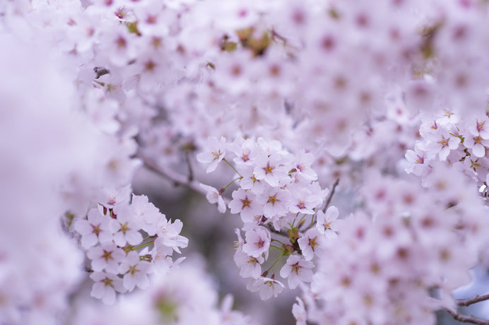 日本人がサクラにエロス(性)とタナトス(死)を見る、その理由とは？七十二候「桜始開」