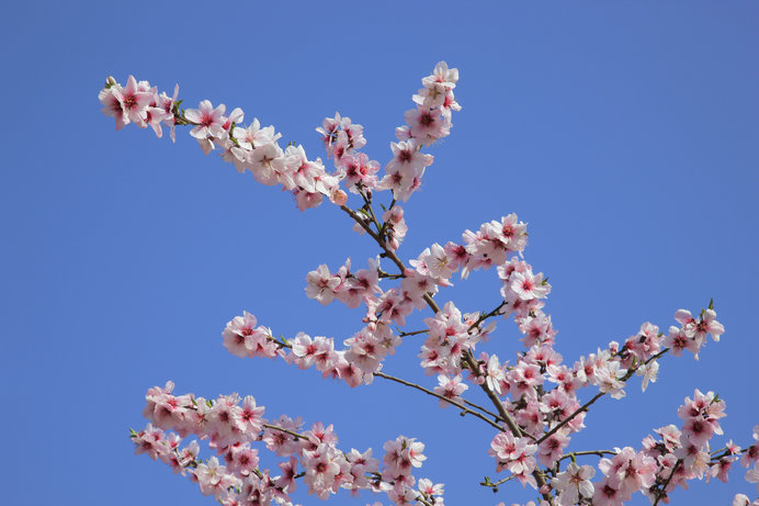 アーモンドの花。桜とそっくり