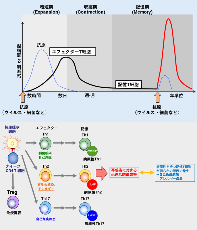 図1