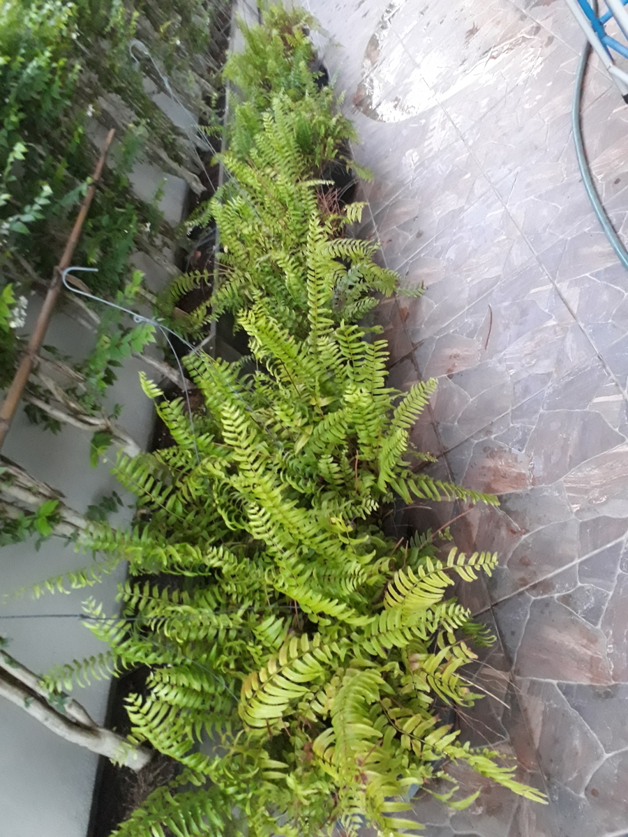 セイヨウタマシダ タイで観葉植物を楽しむ