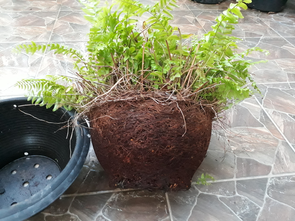 セイヨウタマシダ タイで観葉植物を楽しむ