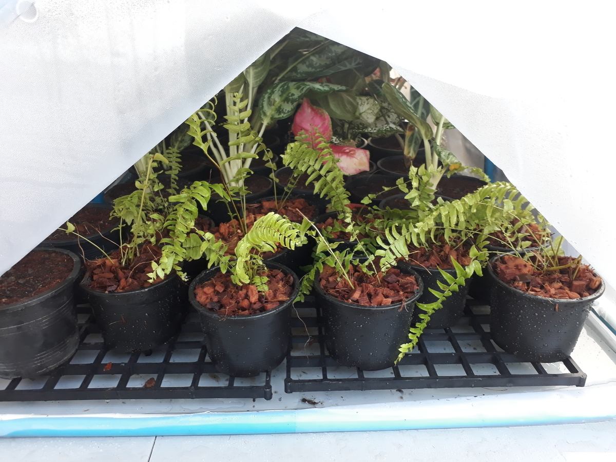 セイヨウタマシダ タイで観葉植物を楽しむ