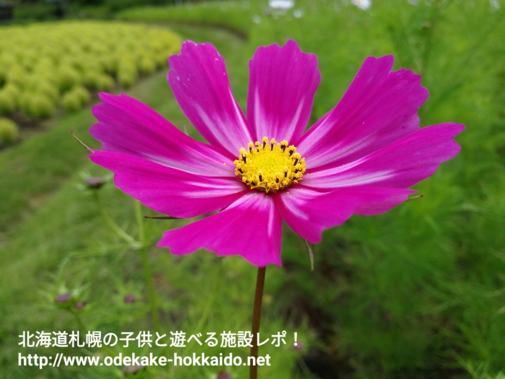 f:id:amazonkakaku:20170925225919j:plain