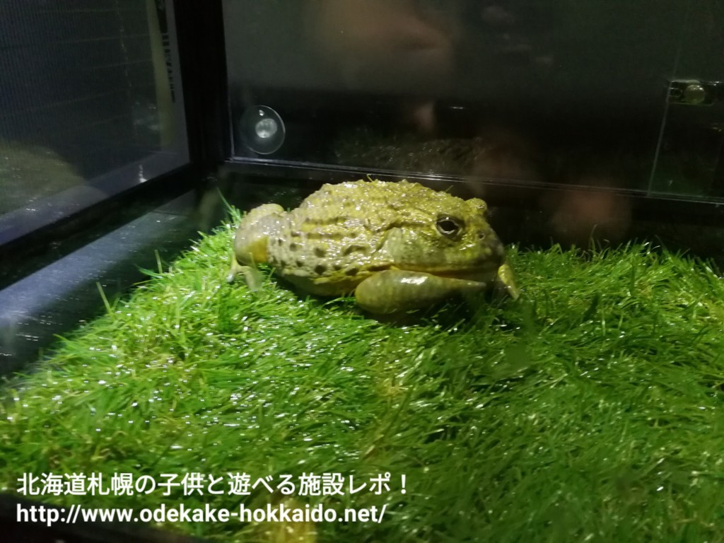 f:id:amazonkakaku:20171127004120j:plain