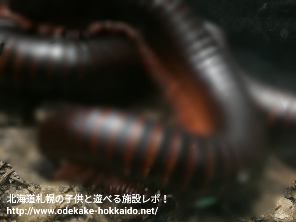 f:id:amazonkakaku:20171127004855j:plain