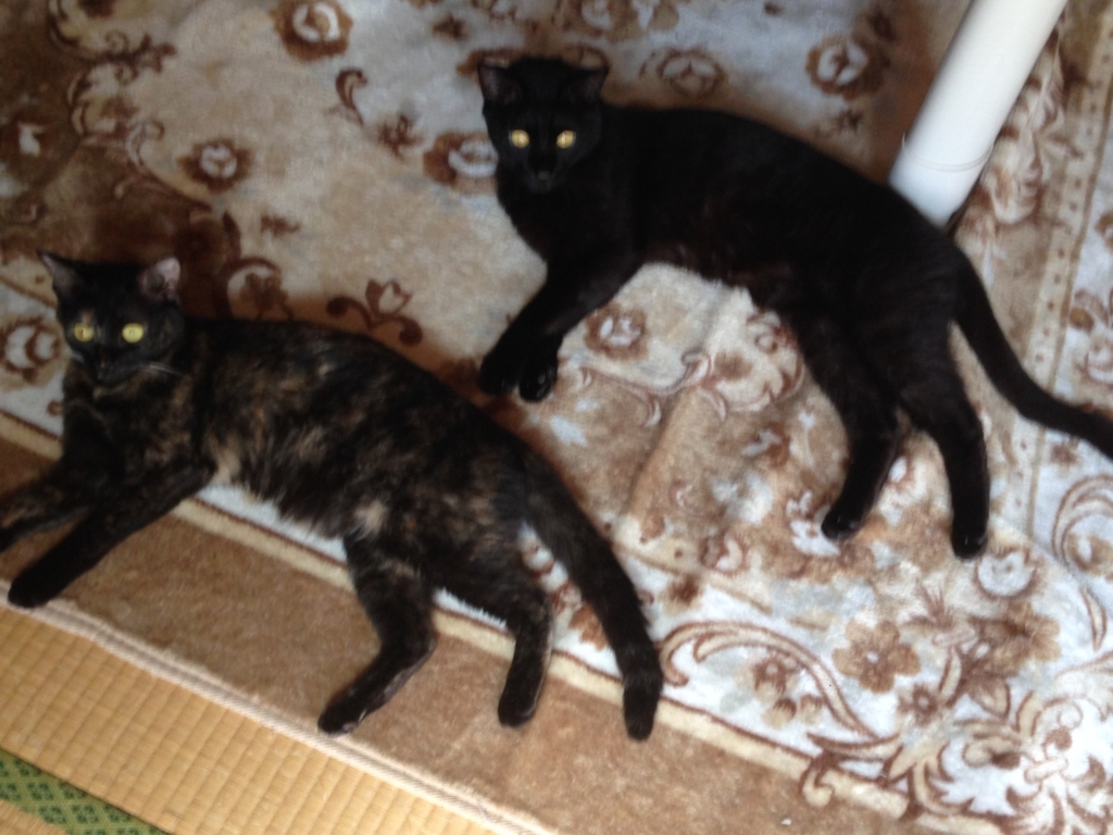 猫のノミ対策を考えた結果フロントラインを注文しました - 田舎から