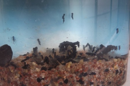 f:id:ambience:20120417205609j:image f:id:ambience:20120417205609j:image