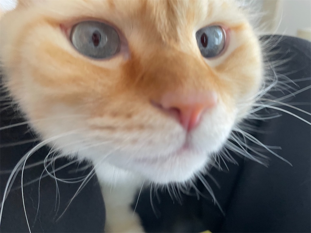 f:id:amchat:20220607012857j:image
