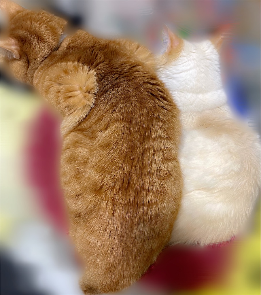 f:id:amchat:20230126194338j:image