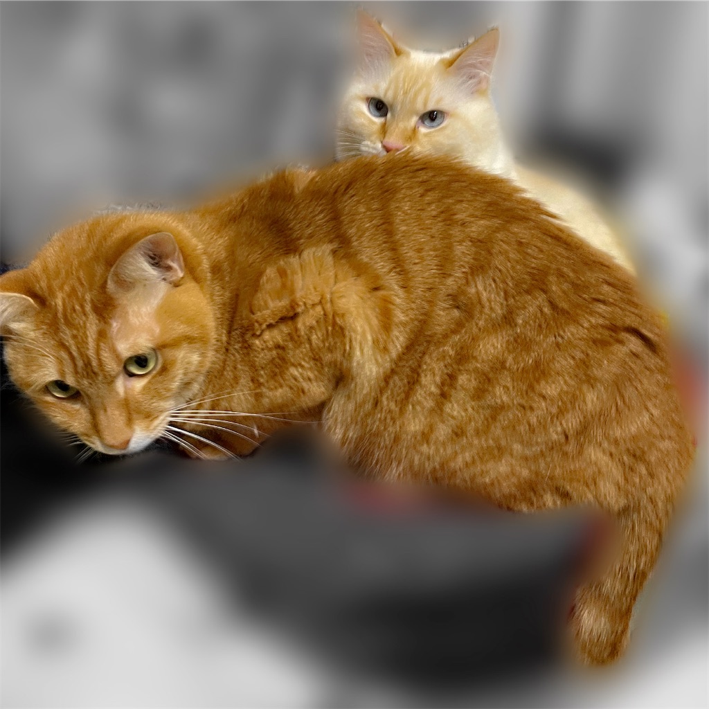 f:id:amchat:20230126194344j:image