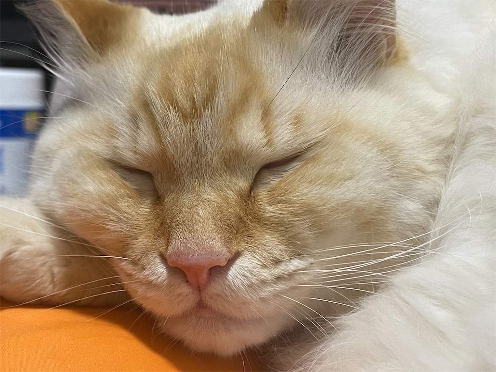 f:id:amchat:20230424181838j:image