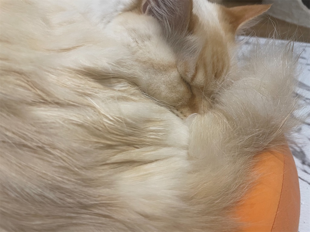 f:id:amchat:20230424181846j:image