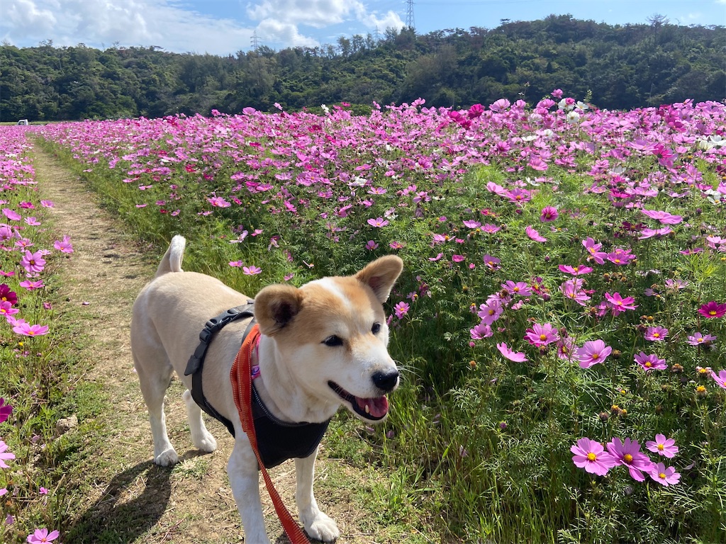 f:id:amdt_october:20260224181141j:image