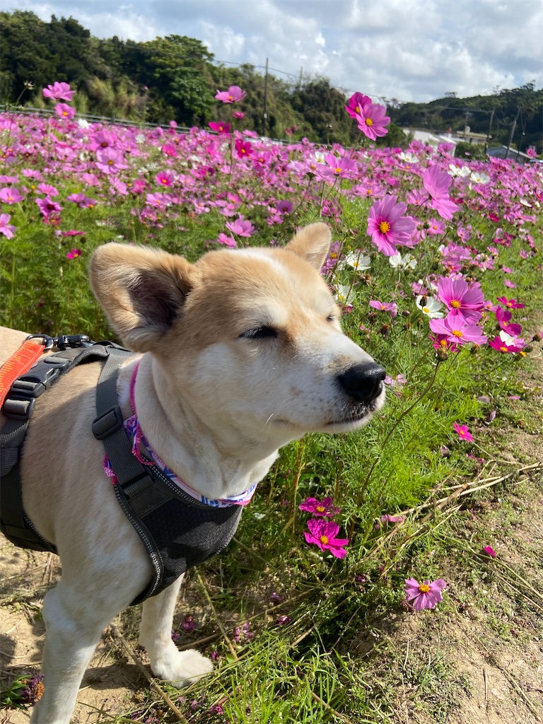 f:id:amdt_october:20260224181144j:image