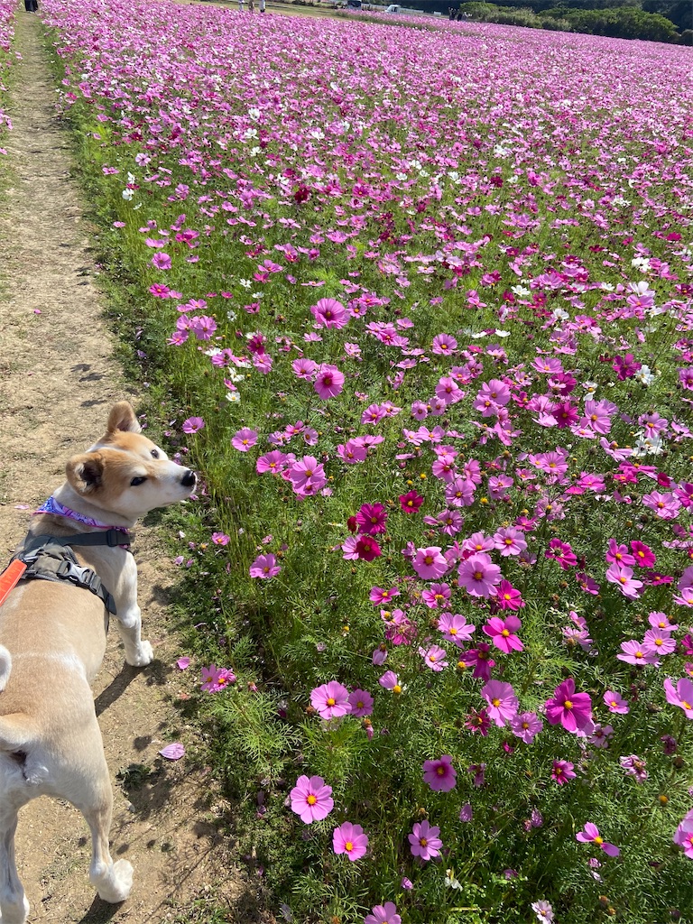 f:id:amdt_october:20260224181156j:image