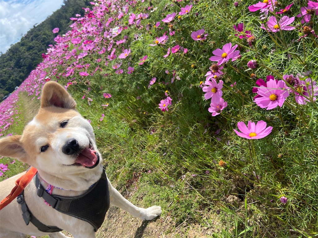 f:id:amdt_october:20260224181207j:image