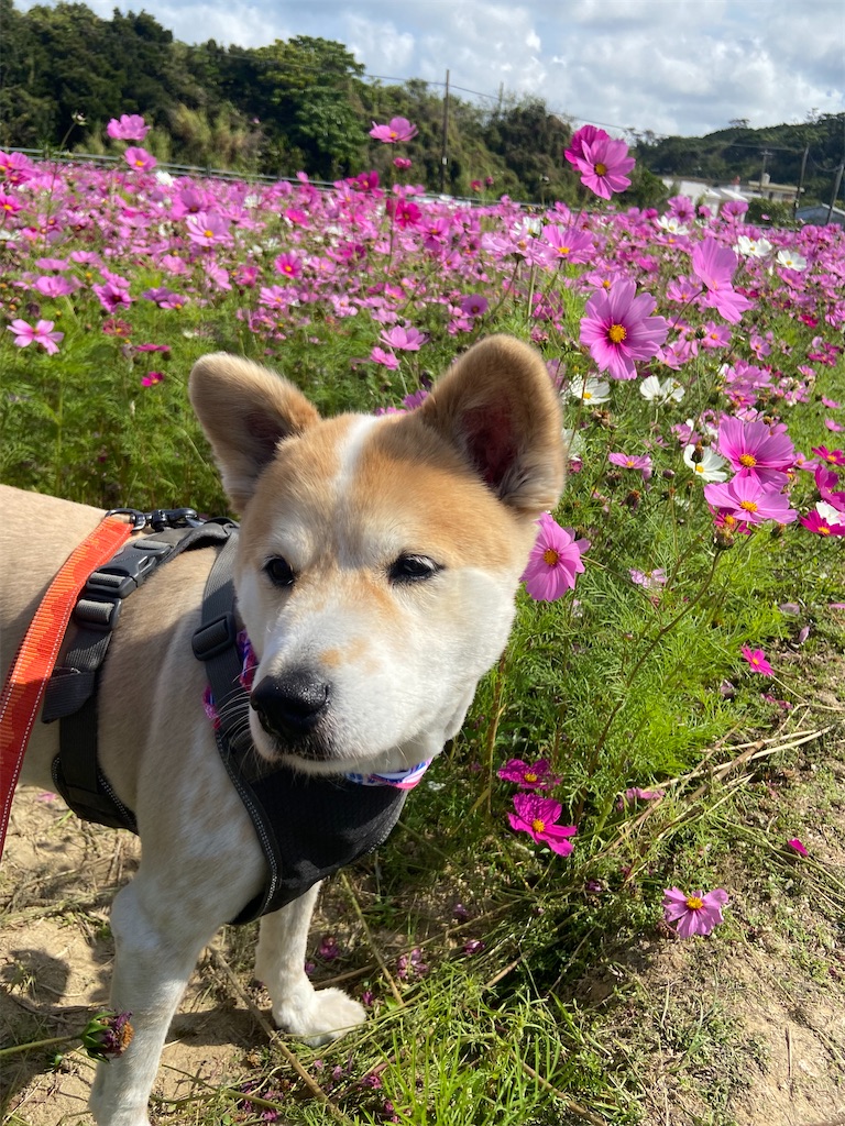 f:id:amdt_october:20260224181211j:image