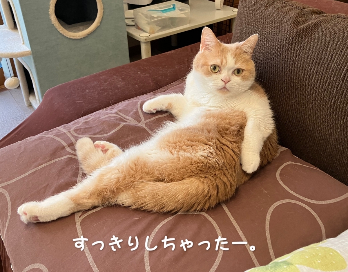 雨田甘夏、ダイエッターです。【猫と減量と褒められ事情】 - 雨田甘夏ねこ日記