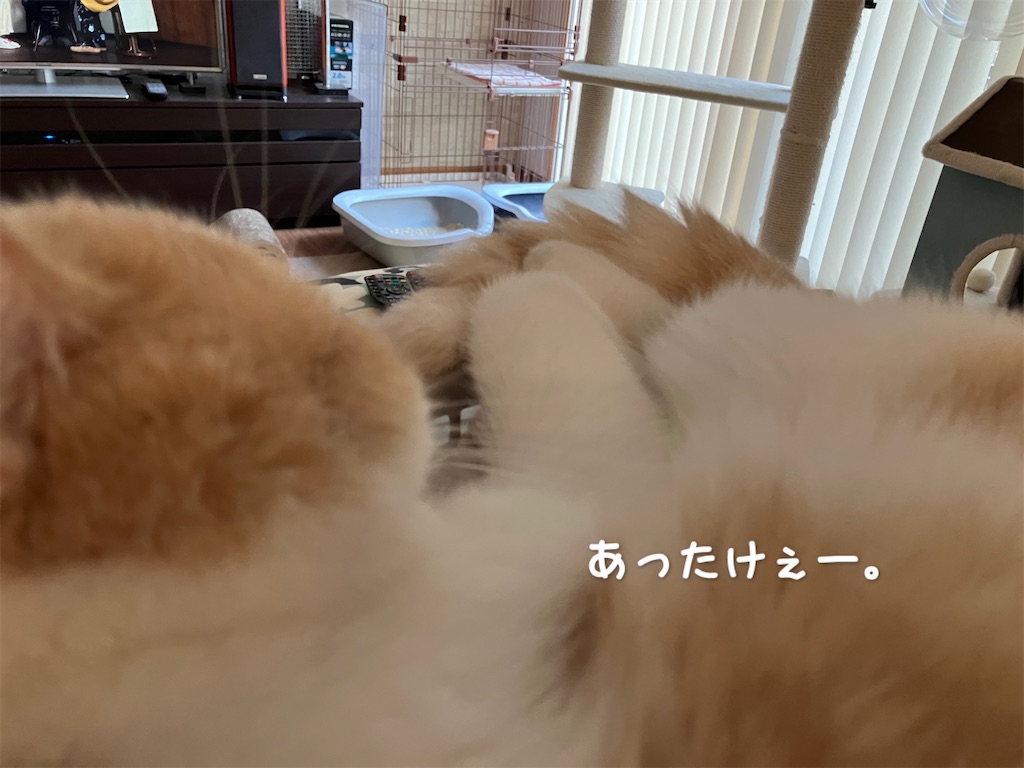 f:id:ameda-amanatsu:20240930060627j:image