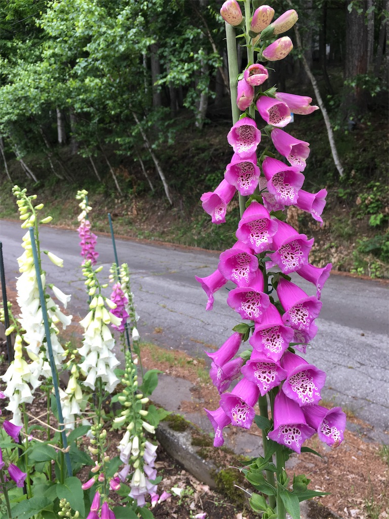 f:id:amefuri5kumanoko:20190630100732j:image