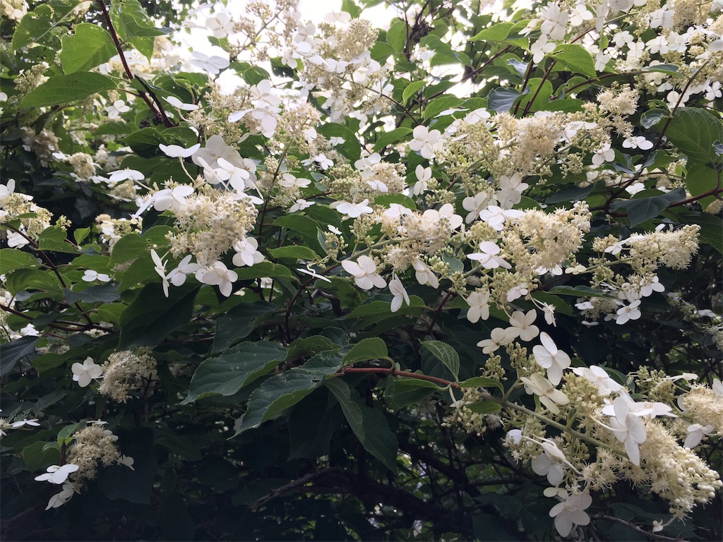 f:id:amefuri5kumanoko:20190814120312j:image