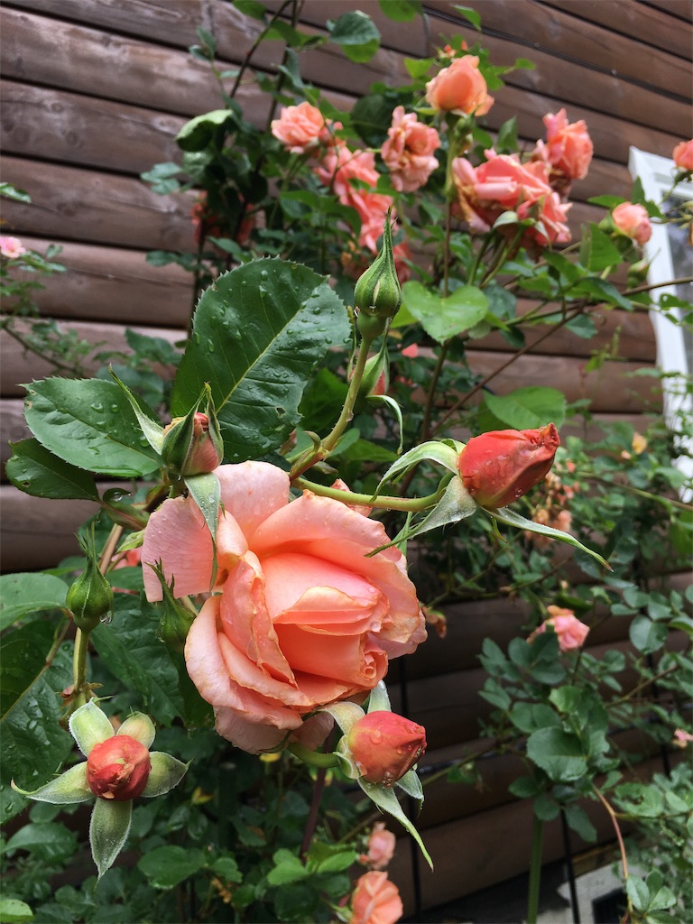 f:id:amefuri5kumanoko:20190814120437j:image