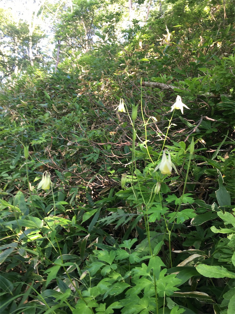 f:id:amefuri5kumanoko:20190814120725j:image