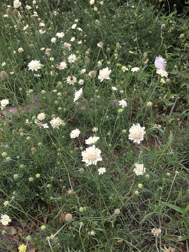 f:id:amefuri5kumanoko:20190821233910j:image