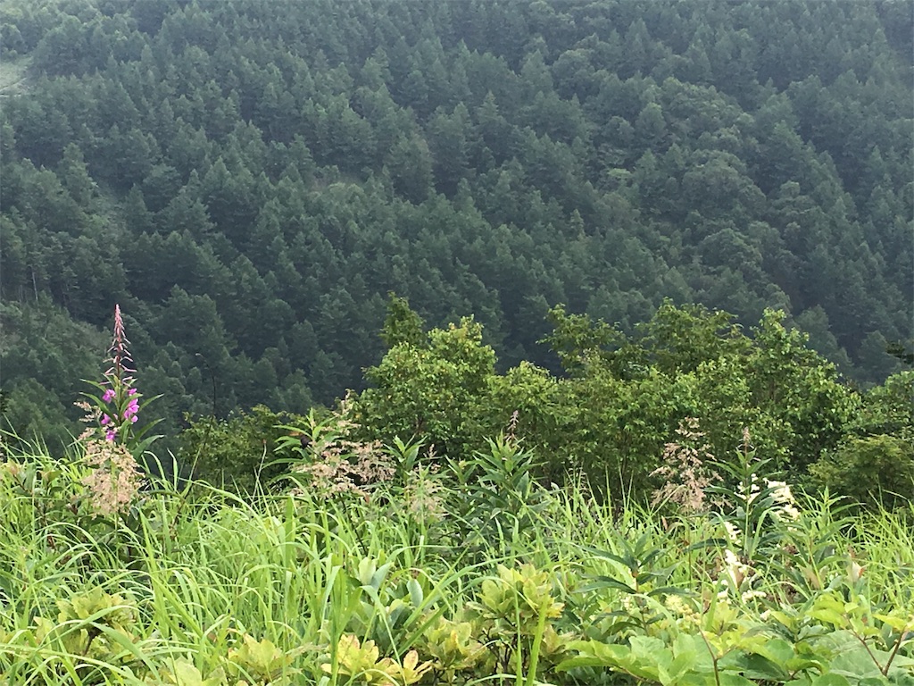 f:id:amefuri5kumanoko:20190821235540j:image