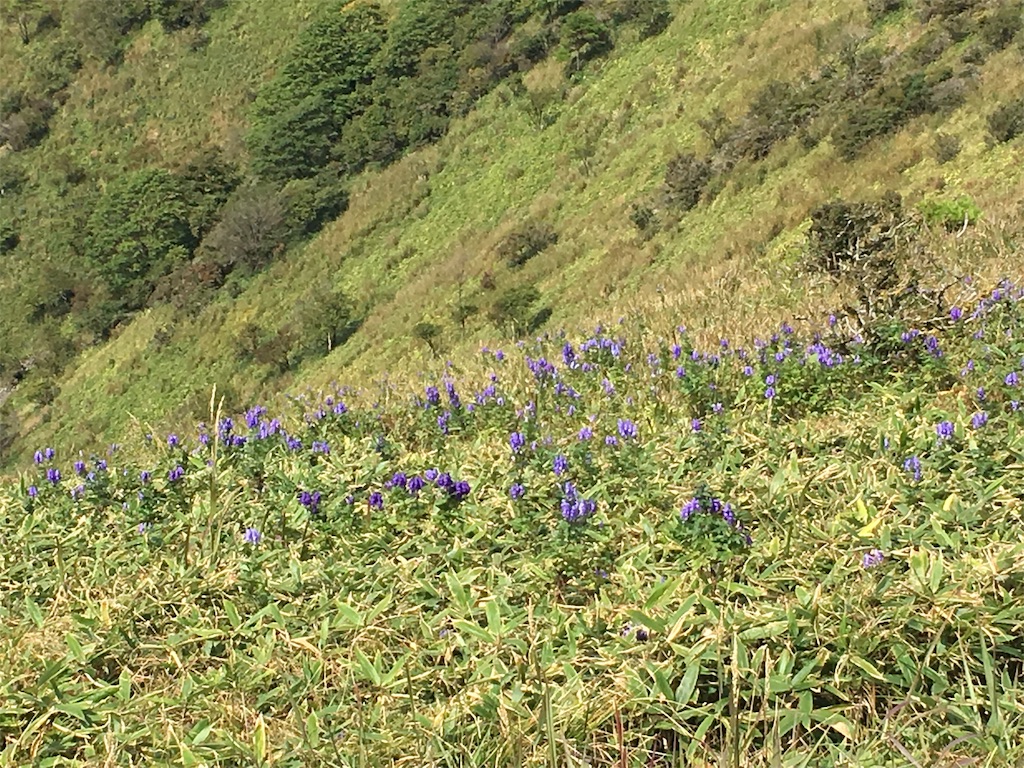 f:id:amefuri5kumanoko:20190925082006j:image