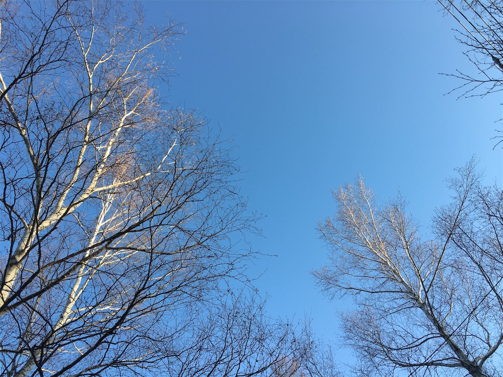 f:id:amefuri5kumanoko:20191213014609j:image
