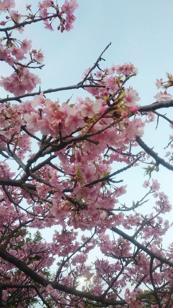f:id:amefuri5kumanoko:20200217223647j:image f:id:amefuri5kumanoko:20200217223647j:image