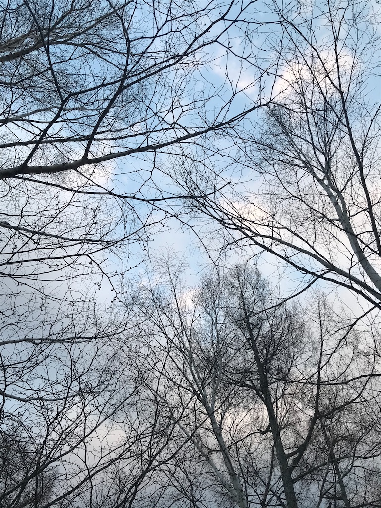 f:id:amefuri5kumanoko:20200419034720j:image f:id:amefuri5kumanoko:20200419034720j:image
