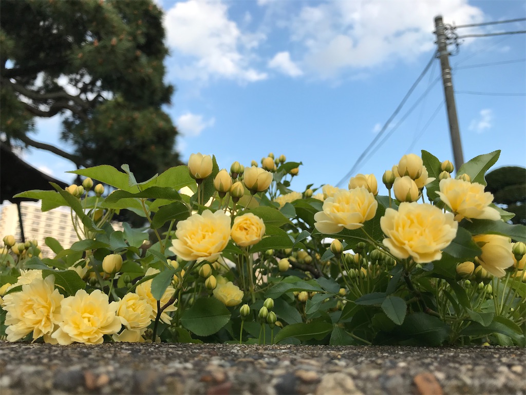 f:id:amefuri5kumanoko:20200419035014j:image f:id:amefuri5kumanoko:20200419035014j:image