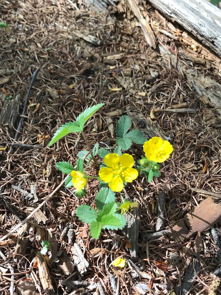 f:id:amefuri5kumanoko:20200524104741j:image