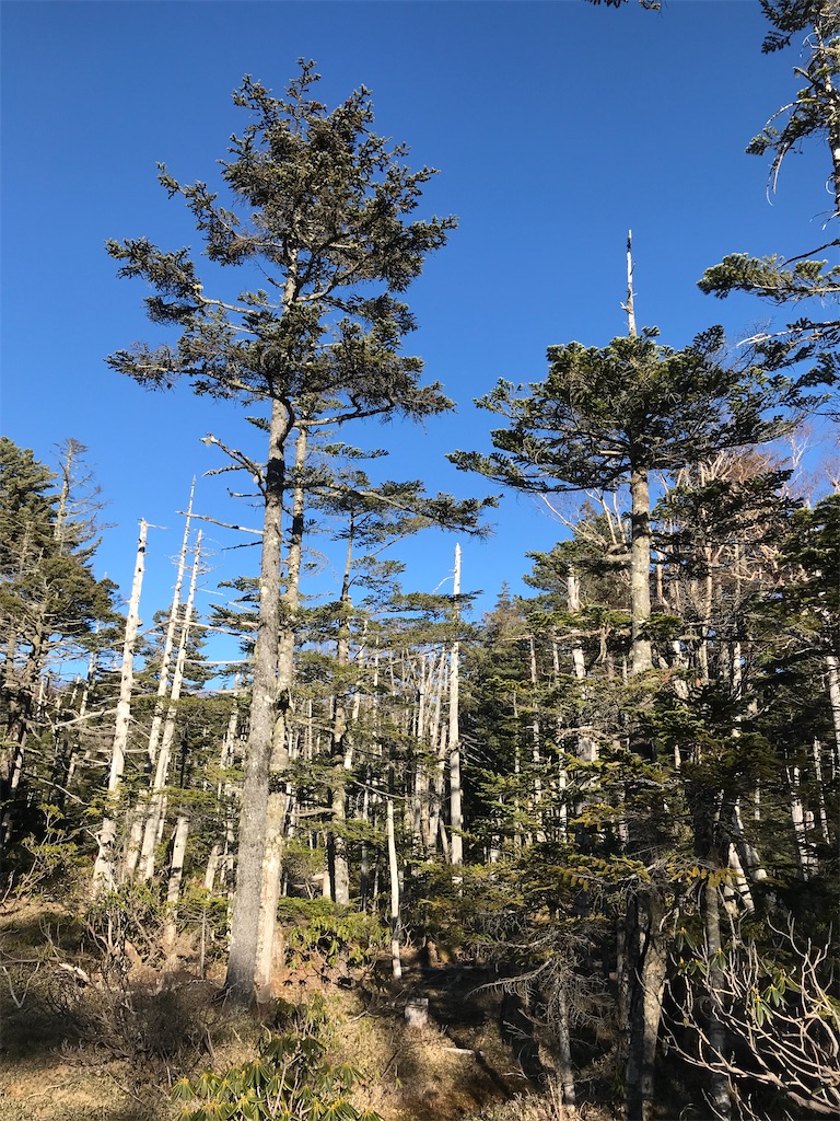 f:id:amefuri5kumanoko:20201229211456j:image f:id:amefuri5kumanoko:20201229211456j:image