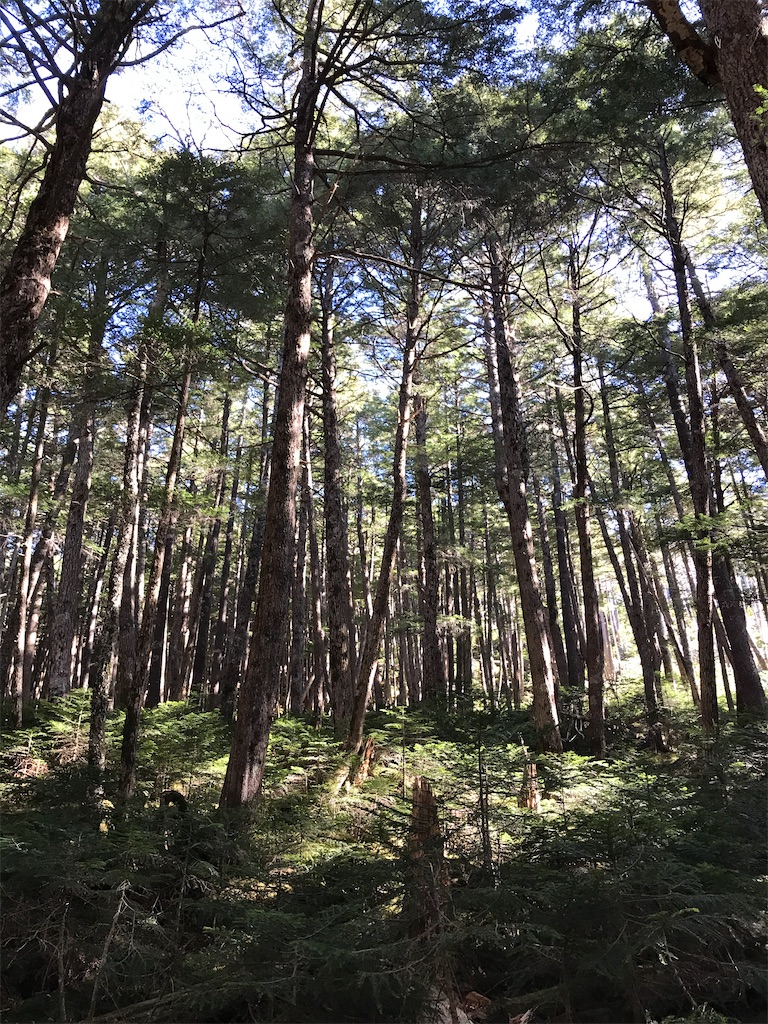 f:id:amefuri5kumanoko:20201229211522j:image f:id:amefuri5kumanoko:20201229211522j:image