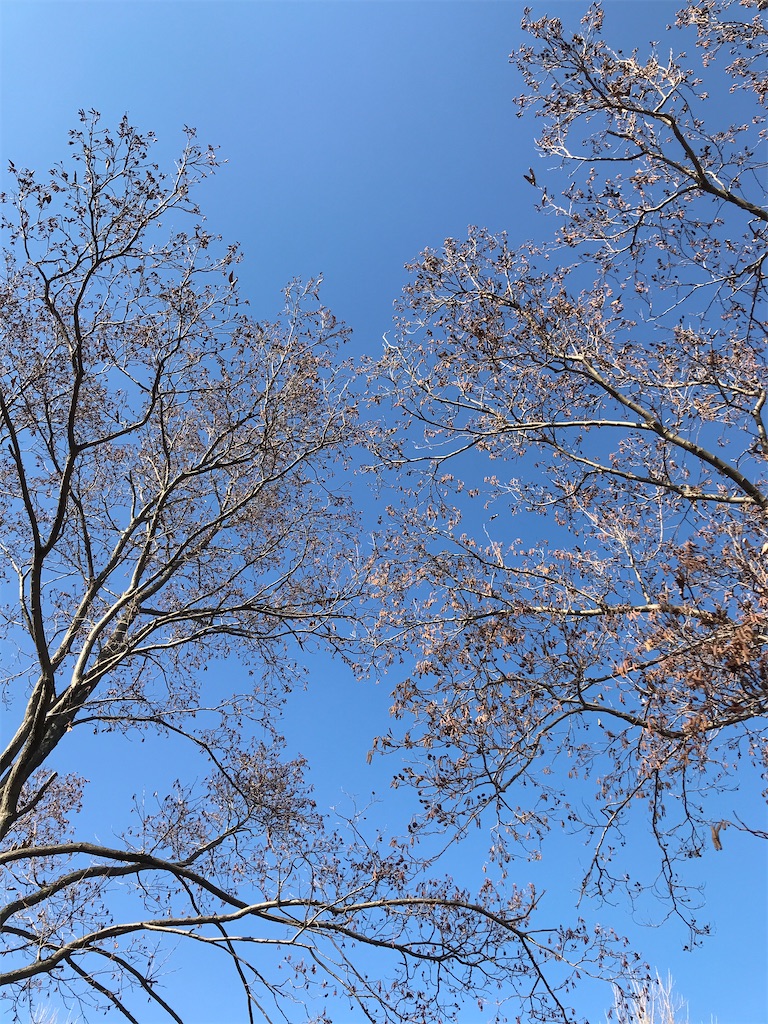 f:id:amefuri5kumanoko:20210103194756j:image f:id:amefuri5kumanoko:20210103194756j:image