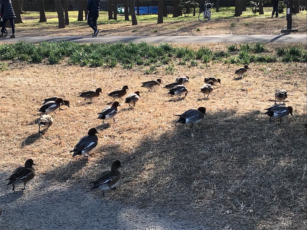 f:id:amefuri5kumanoko:20210103194800j:image f:id:amefuri5kumanoko:20210103194800j:image