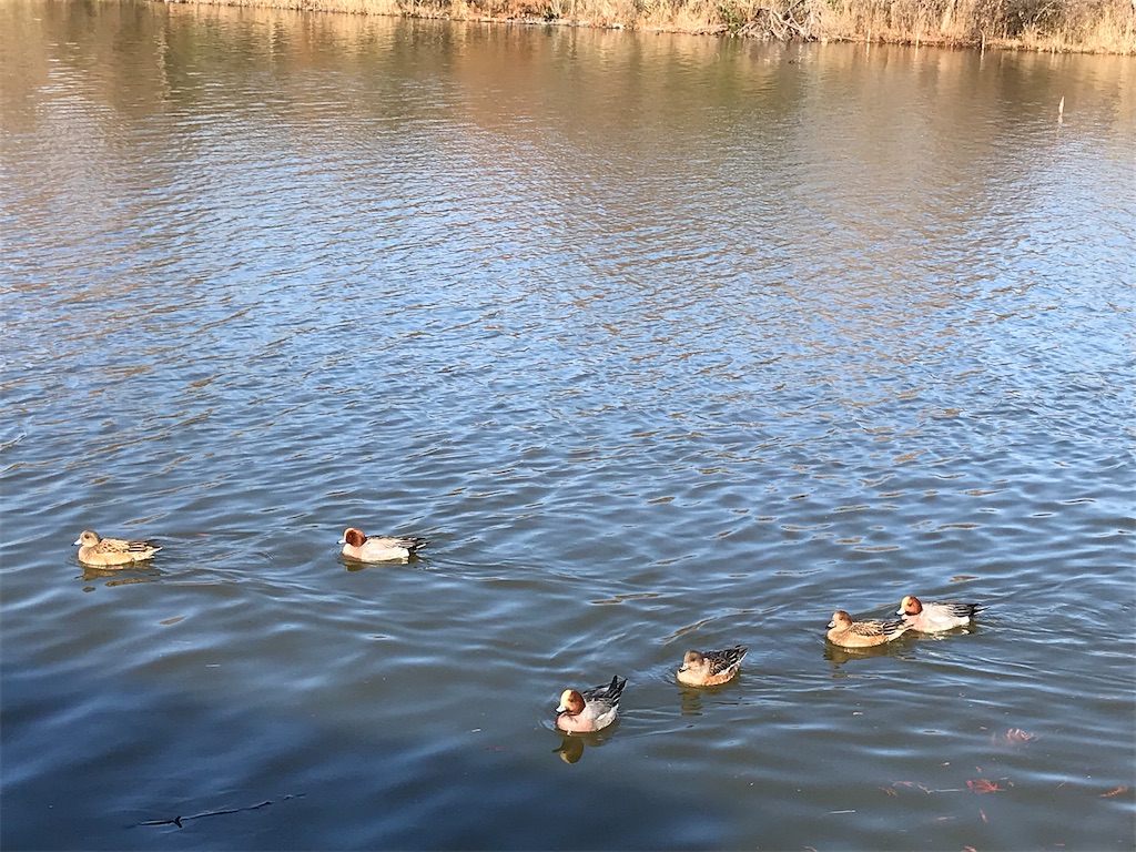 f:id:amefuri5kumanoko:20210103194803j:image f:id:amefuri5kumanoko:20210103194803j:image