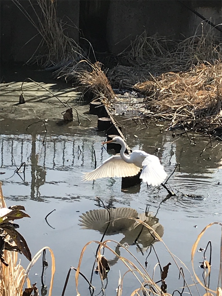 f:id:amefuri5kumanoko:20210103194807j:image f:id:amefuri5kumanoko:20210103194807j:image