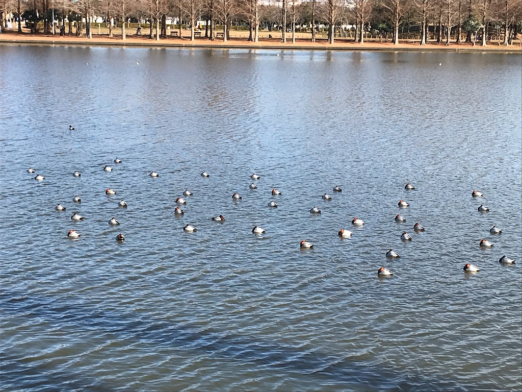 f:id:amefuri5kumanoko:20210103194814j:image f:id:amefuri5kumanoko:20210103194814j:image