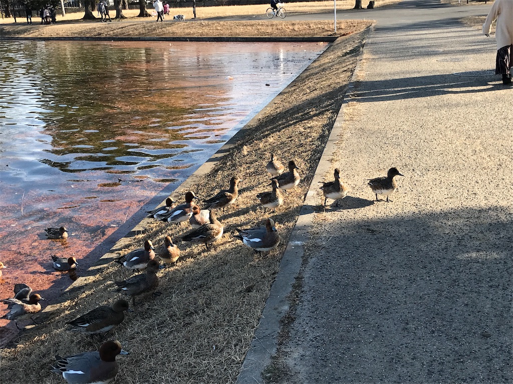 f:id:amefuri5kumanoko:20210103195059j:image f:id:amefuri5kumanoko:20210103195059j:image