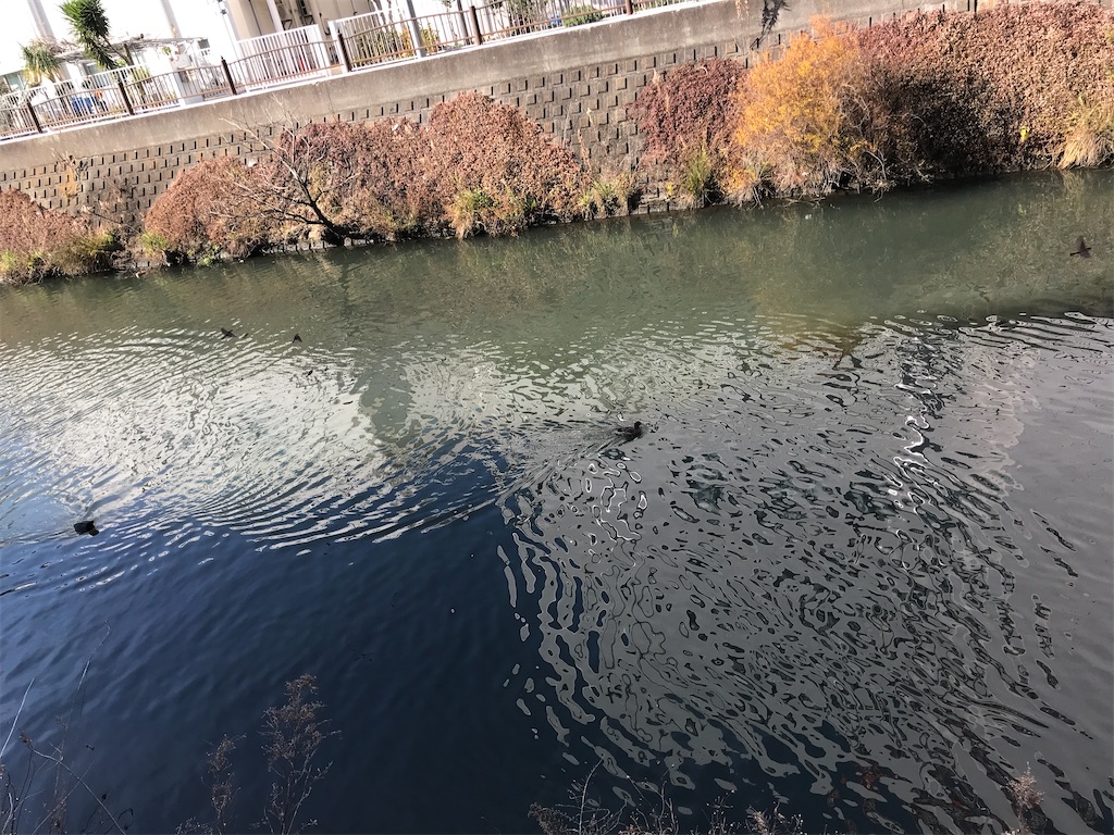 f:id:amefuri5kumanoko:20210103195526j:image f:id:amefuri5kumanoko:20210103195526j:image