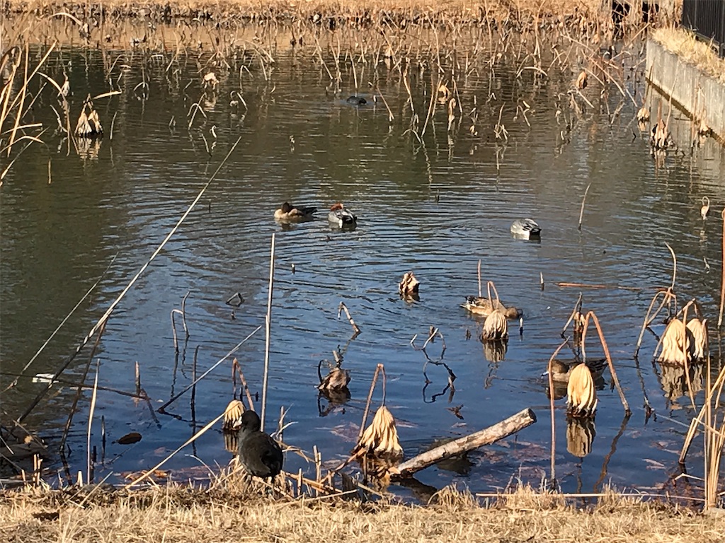 f:id:amefuri5kumanoko:20210103195530j:image f:id:amefuri5kumanoko:20210103195530j:image