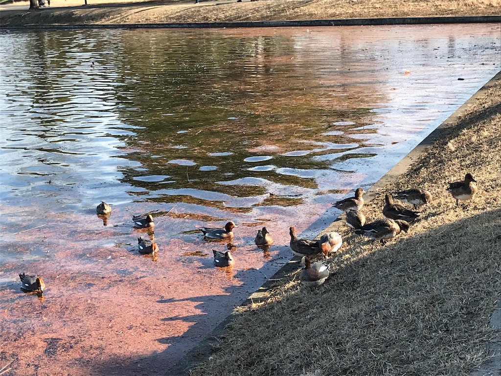 f:id:amefuri5kumanoko:20210103195555j:image f:id:amefuri5kumanoko:20210103195555j:image