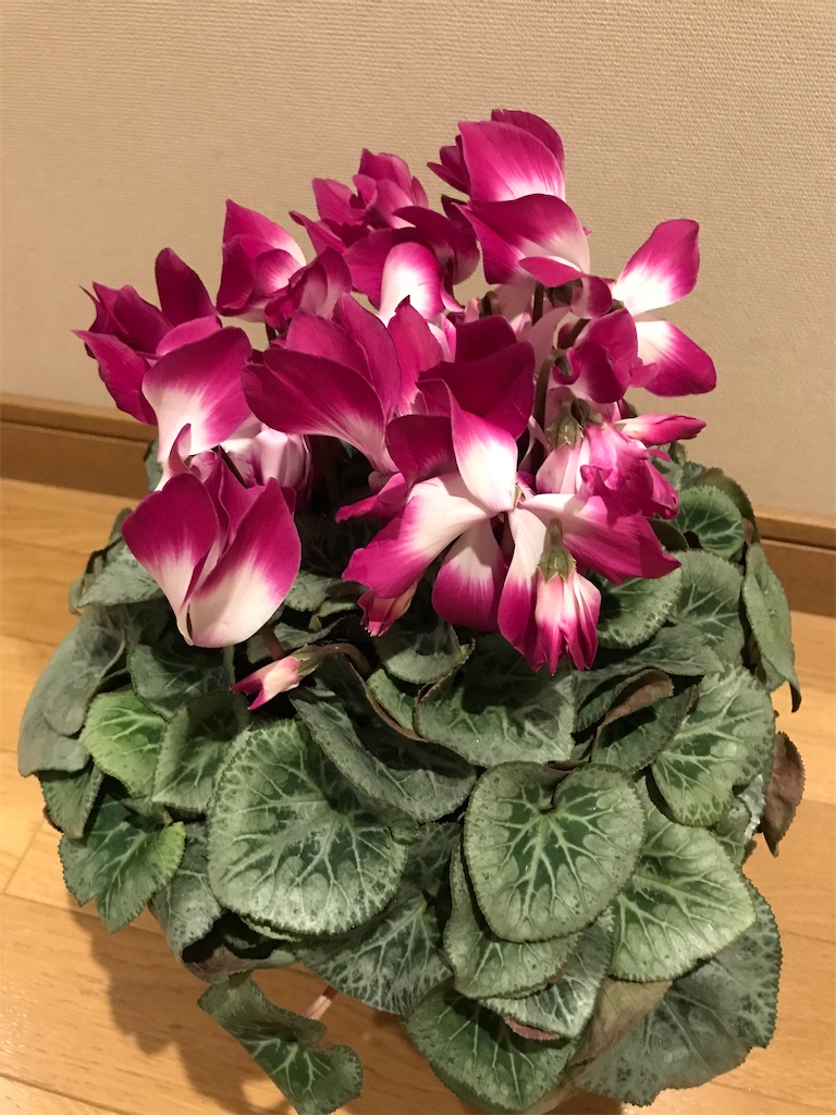 f:id:amefuri5kumanoko:20210121090610j:image f:id:amefuri5kumanoko:20210121090610j:image