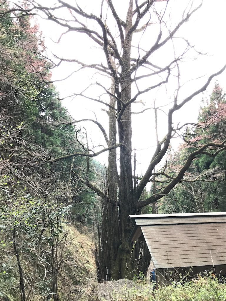 f:id:amefuri5kumanoko:20210407083024j:image